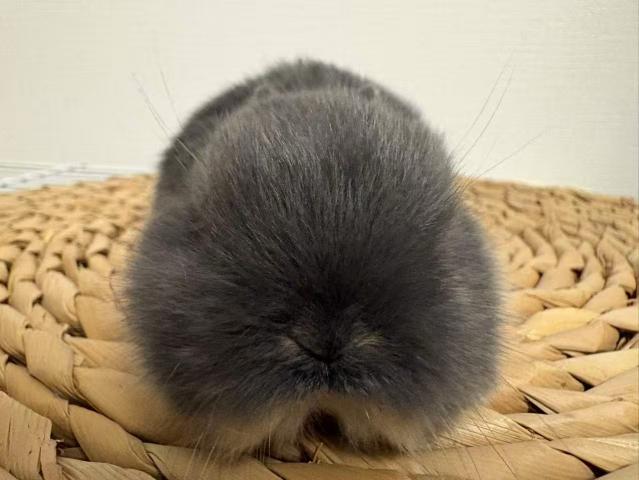 ネザーランドドワーフ