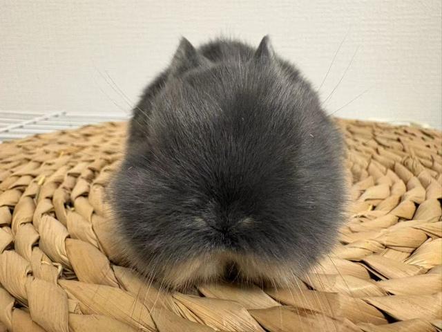 ネザーランドドワーフ