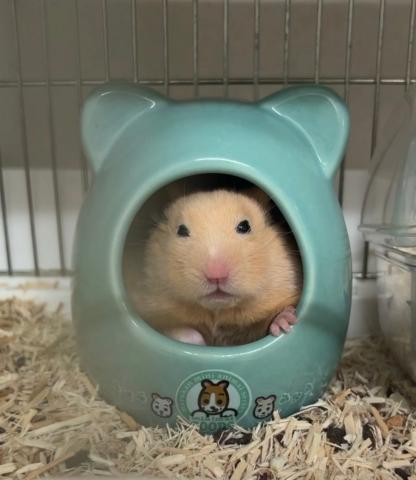 ハムスター キンクマ