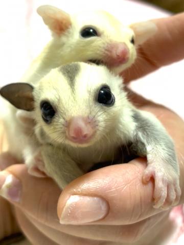 ストロベリープラチナリューシュ