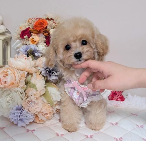 トイプードルティーカッププードル