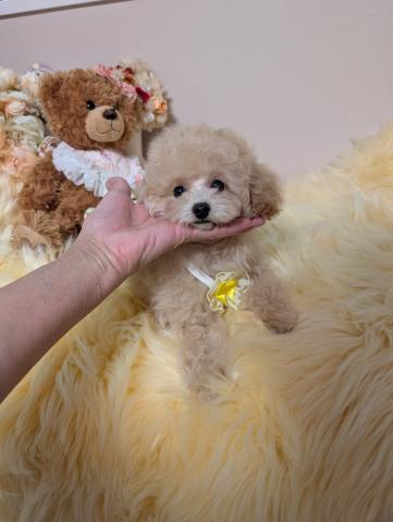 トイプードルティーカッププードル