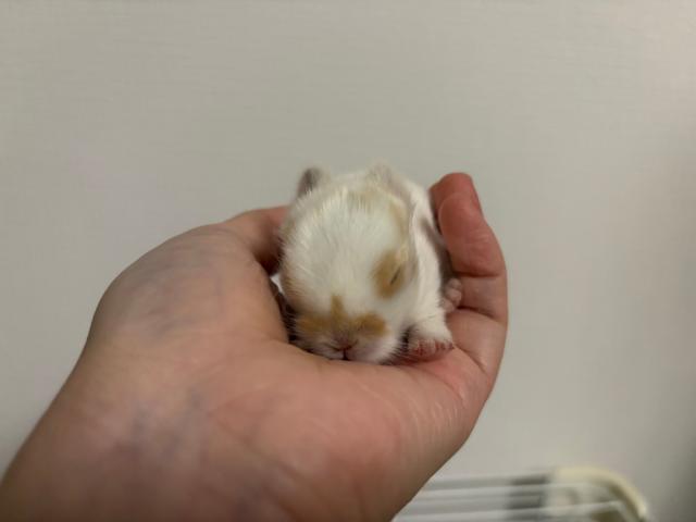 小柄で一番元気な仮面柄の男の子です＾＾