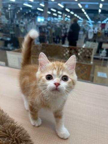 ミヌエット（旧ナポレオン）