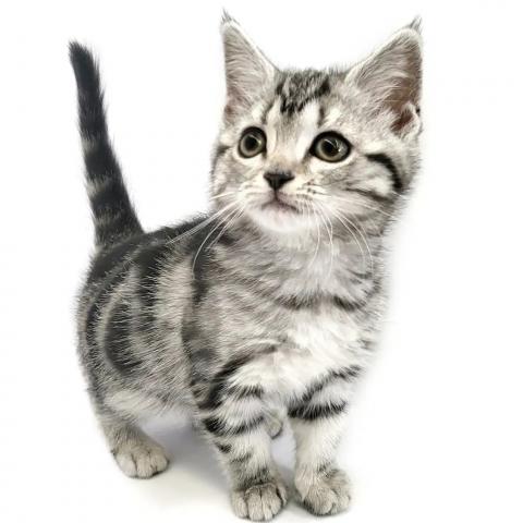 アメリカンショートヘアー