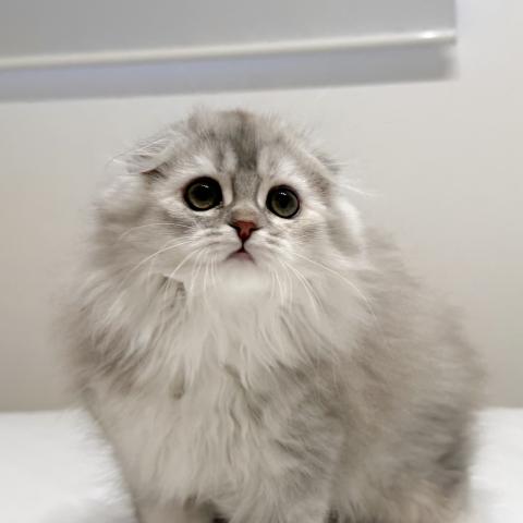 スコティッシュフォールド