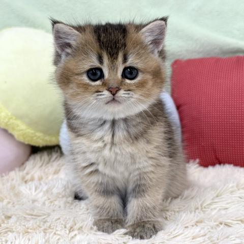 ブリティッシュショートヘア