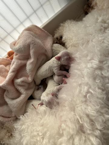 ビションフリーゼ