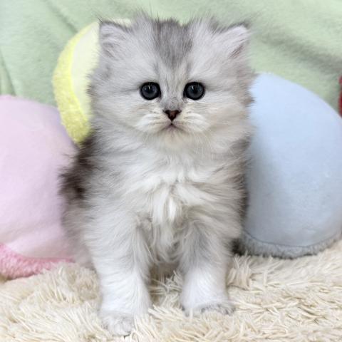 ブリティッシュショートヘア