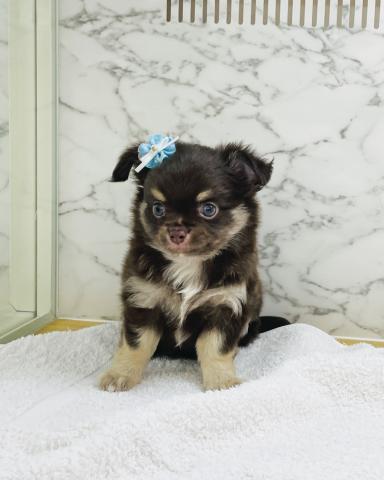 チワワ（ロングコート）