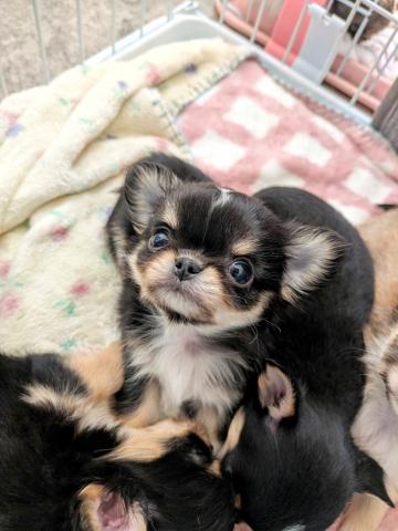 チワワ（ロングコート）