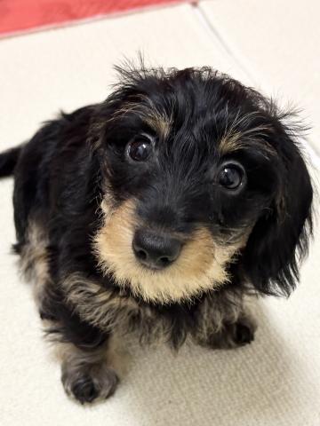 ミニチュアダックスフンドワイヤーダックス