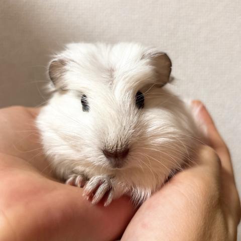 クレステッド　ホワイト