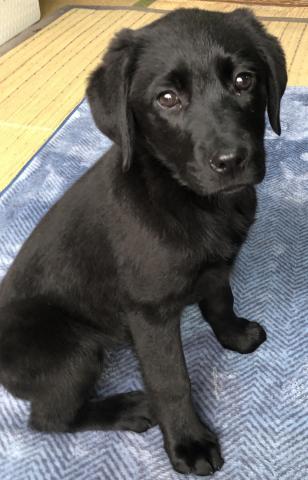 ラブラドールレトリーバー