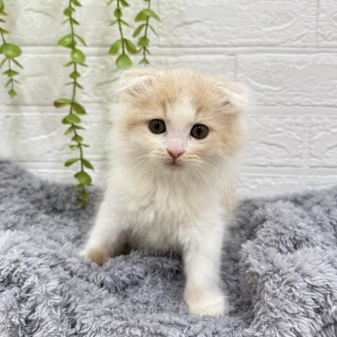 スコティッシュフォールド