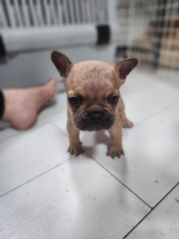 フレンチブルドッグ