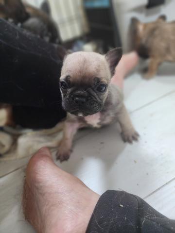 フレンチブルドッグ