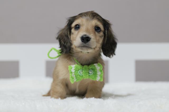 カニンヘンダックスフンド