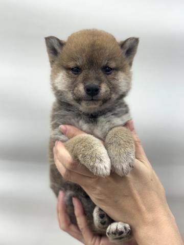 柴犬（豆柴犬）