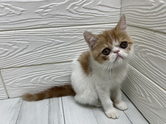 エキゾチックショートヘアー