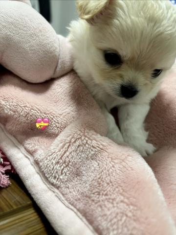 チワワ（ロングコート）