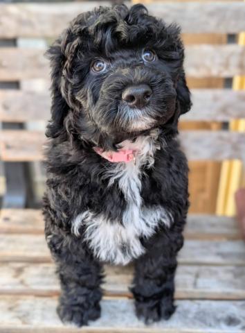 ポーチュギーズウォータードッグ