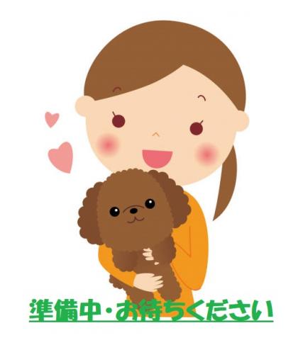 トイプードル甘えん坊君・広いサークル内のトイレは完璧🔴穏やかな性格の両親から産まれた男の子🔴健康と性格良しは保証します