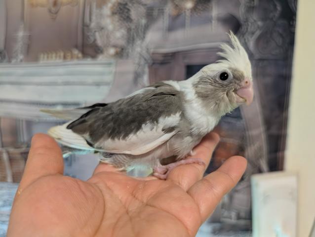 オカメインコ WFパイド