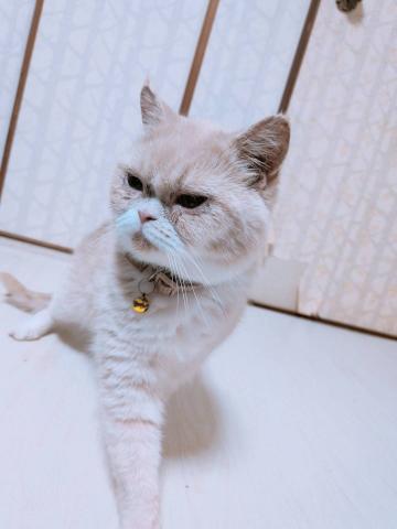 エキゾチックショートヘアー