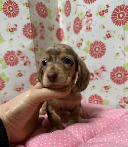 ミニチュアダックス(スムース)