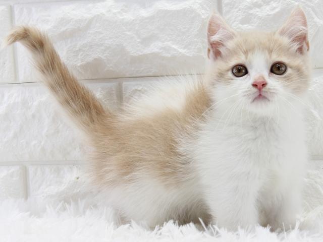 マンチカン 短足 ショートヘア