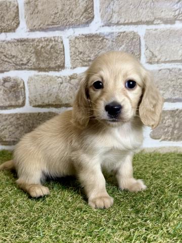 ミニチュアダックスフンド