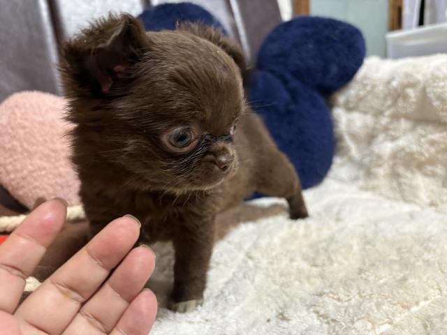 チワワ（ロングコート）