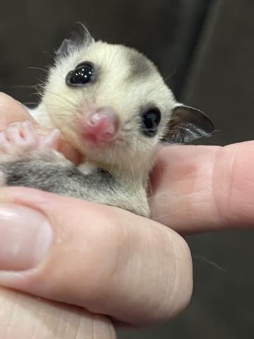 フクロモモンガ ホワイトフェイス