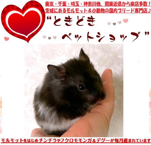 ハムスター ゴールデンハムスター（サテン・ロングコート・ブラックバンデッド）