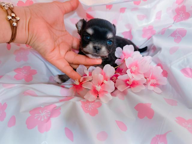 チワワ（ロングコート）