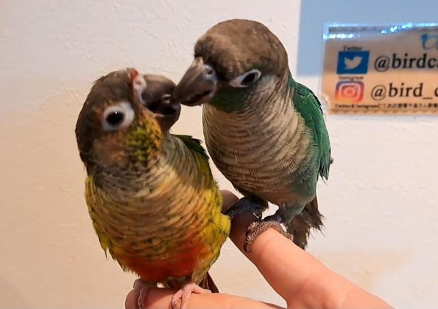 ホオミドリウロコインコとワキコガネウロコインコ