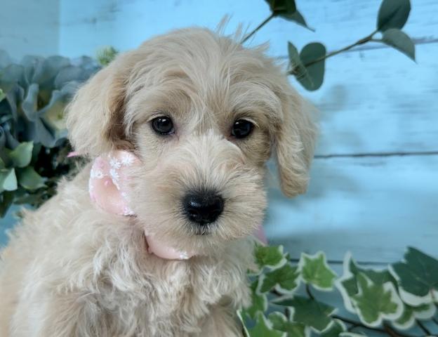 🩷優しい雰囲気のシュナプーちゃんです🩷691