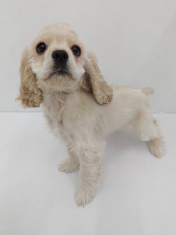 アメリカンコッカースパニエル