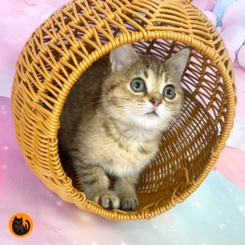 スコティッシュフォールド