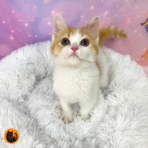 スコティッシュフォールド