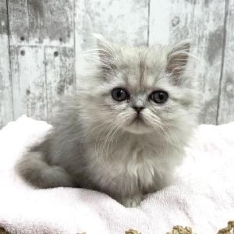 ミヌエット（旧ナポレオン）