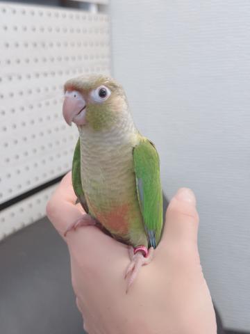 ウロコインコ①