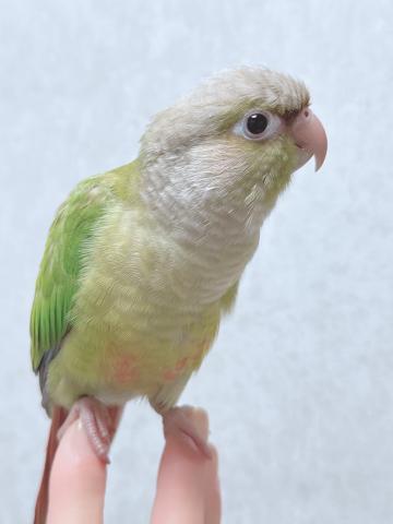 ウロコインコ⑦