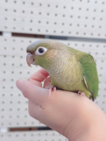 ウロコインコ⑧