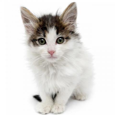 ノルウェージャンフォレストキャット