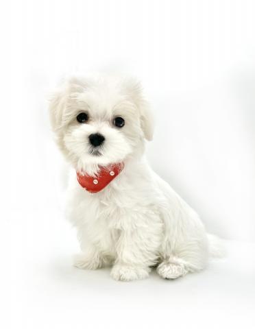 マルチーズ★表示価格は全ての諸費用を含みます。