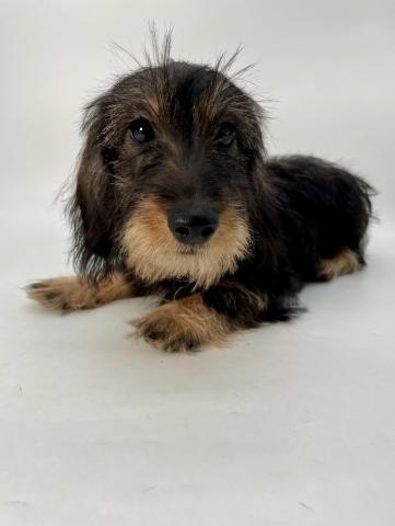 ミニチュアダックスフンド【ワイアー】