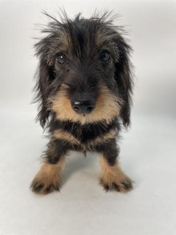 ミニチュアダックスフンド【ワイアー】