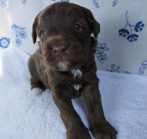 MIXボードゥードル：ナミ